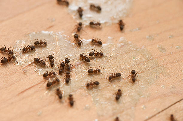 Best Ant Control Services  in Forestde, AL